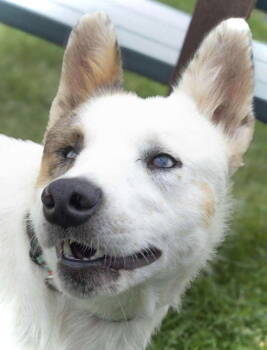 Rescue Mixed Breed Dogs for Adoption in Estherville, Iowa - Aria | PetCurious