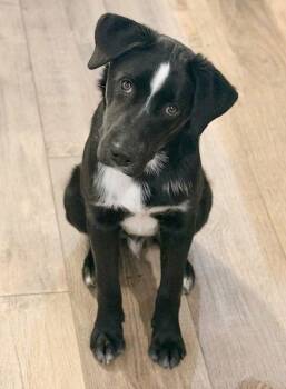 Border Collie Dogs Available for Adoption - **MAVERICK** | PetCurious