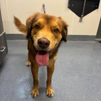 Petunia -  Mixed Breed Dog for Adoption in Saint Joseph, Missouri - Petunia | PetCurious