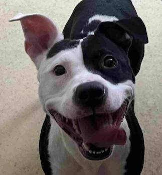 Pit Bull Terrier Dogs Available for Adoption - Oreo | PetCurious