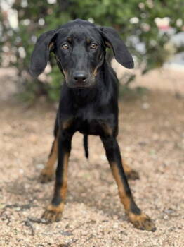 Rescue Doberman Pinscher and Labrador Retriever Dogs for Adoption in Helotes, Texas - Hollin | PetCurious