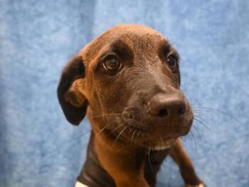 Krista -  Labrador Retriever and Pit Bull Terrier Dog for Adoption in Portland, Oregon - Krista | PetCurious