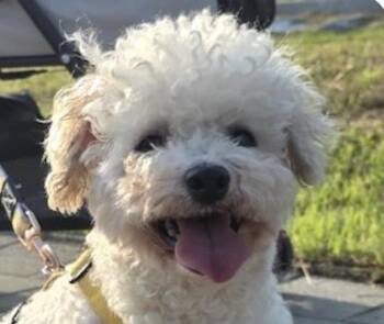 Suki -  Bichon Frise Dog for Adoption in San Ramon, California - Suki | PetCurious