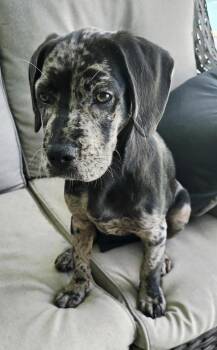 Goldendoodle and French Bulldog Dogs Available for Adoption - Marble | PetCurious