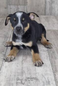 Johnny -  Australian Cattle Dog Blue Heeler and Mixed Breed Dog for Adoption in Shreveport, Louisiana - Johnny | PetCurious