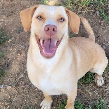 Sunny -  Labrador Retriever Dog for Adoption in West Point, Mississippi - Sunny | PetCurious