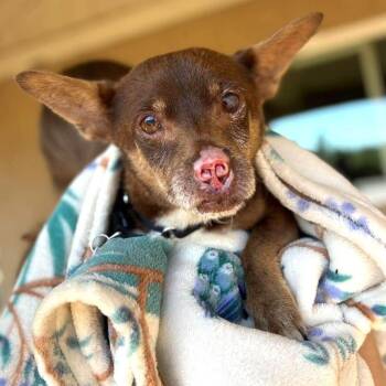 Wemby -  Chihuahua Dog for Adoption in Ramona, California - Wemby | PetCurious