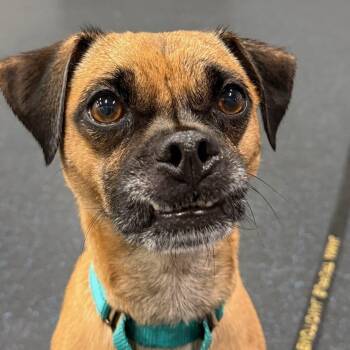 Leroy -  Pug Dog for Adoption in Watertown, Wisconsin - Leroy | PetCurious
