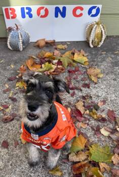 Bronco -  Miniature Schnauzer Dog for Adoption in Newberg, Oregon - Bronco | PetCurious