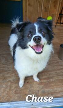 Chase Yrly 261 -  Pomeranian Dog for Adoption in Sidney, Ohio - Chase Yrly 261 | PetCurious
