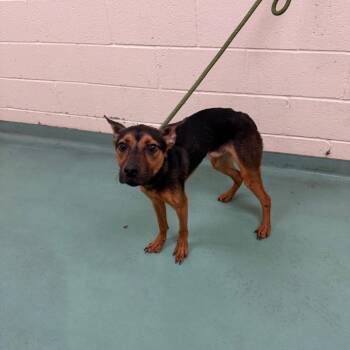 Jr -  Mixed Breed Dog for Adoption in Memphis, Tennessee - Jr | PetCurious