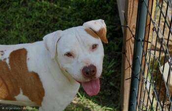 Knox -  Pit Bull Terrier and Pointer Dog for Adoption in Willis, Texas - Knox | PetCurious