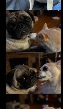 Rescue Pug Dogs for Adoption in Overland Park, Kansas - Missy & Beethoven | PetCurious