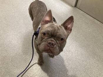 French Bulldog Dogs Available for Adoption in Tustin, California - ARAGON | PetCurious