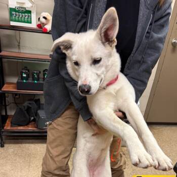 Nana -  Shepherd and Husky Dog Available for Adoption in Birmingham, Alabama - Nana | PetCurious
