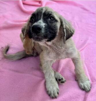 Rescue Mixed Breed Dogs for Adoption in Larkfield-wikiup, California - Chickie | PetCurious