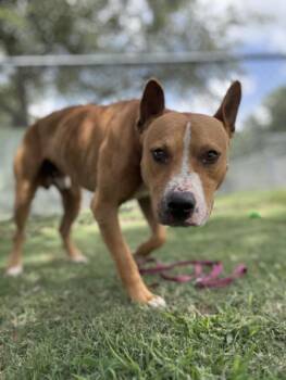 YODA -  Basenji and Pit Bull Terrier Dog for Adoption in Texas City, Texas - YODA | PetCurious
