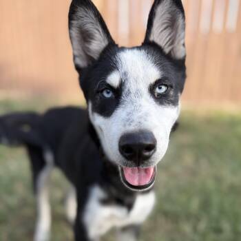 Jones -  Husky and Border Collie Dog for Adoption in Harlingen, Texas - Jones | PetCurious