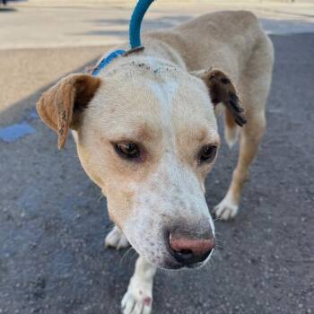 Rescue Labrador Retriever and Terrier Dogs for Adoption in San Diego, California - Tobias - (Medical) | PetCurious