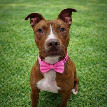 Mixed Breed Dogs Available for Adoption - Nesquik | PetCurious