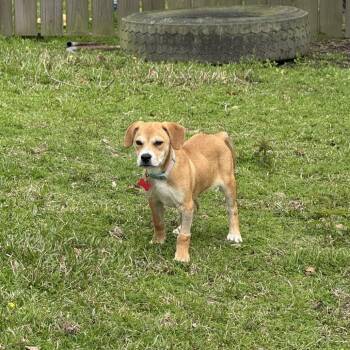 Terrier Dogs Available for Adoption - Collard Greens | PetCurious