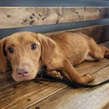 Scarlet -  Hound and Mixed Breed Dog for Adoption in Chester, Maryland - Scarlet | PetCurious