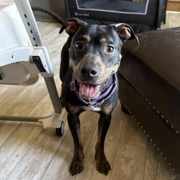 Miniature Pinscher and Rottweiler Dogs Available for Adoption in Rochester, New York - Spunky Skunk | PetCurious