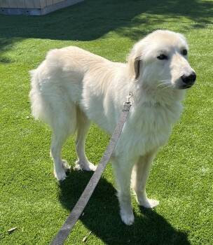 Rescue Golden Retriever and Great Pyrenees Dogs for Adoption in Carlsbad, California - WINSTON CHURCHILL | PetCurious