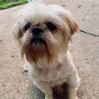 Lucinda (Benefactor Dog) -  Shih Tzu Dog for Adoption in New Orleans, Louisiana - Lucinda (Benefactor Dog) | PetCurious
