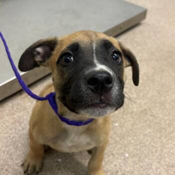 Commando -  Mixed Breed Dog for Adoption in Ardmore, Oklahoma - Commando | PetCurious