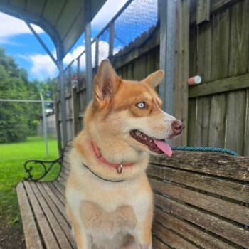 Freya -  Husky and Mixed Breed Dog for Adoption in Huntsville, Alabama - Freya | PetCurious