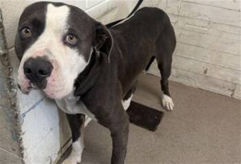 BIG MAC -  Pit Bull Terrier Dog for Adoption in San Bernardino, California - BIG MAC | PetCurious