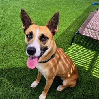 Buttercup A220599 -  Siberian Husky Dog for Adoption in Plano, Texas - Buttercup A220599 | PetCurious