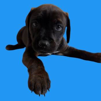 Pit Bull Terrier and Labrador Retriever Dogs Available for Adoption - Puck | PetCurious