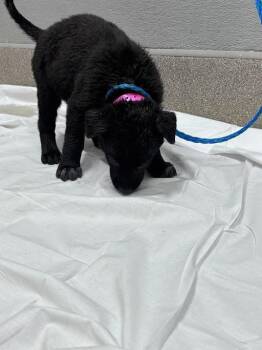 Labrador Retriever and Belgian Shepherd Malinois Dogs Available for Adoption in Las Vegas, Nevada - TINKA | PetCurious