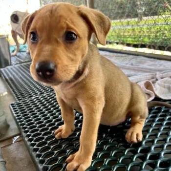 Charlie -  Labrador Retriever Dog for Adoption in Bethel, Connecticut - Charlie | PetCurious