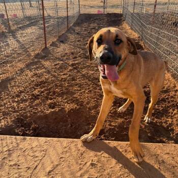 Treeing Walker Coonhound Dogs Available for Adoption in Sentinel, Oklahoma - Hank | PetCurious