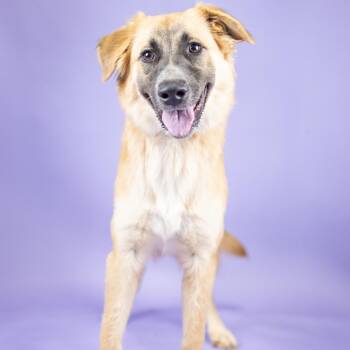 VERA 2 -  Shepherd Dog for Adoption in Portland, Oregon - VERA 2 | PetCurious