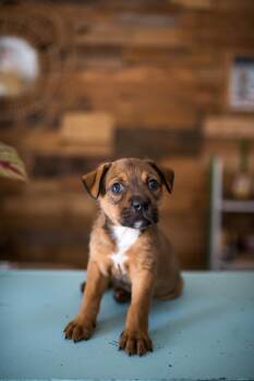 Penn -  Mixed Breed Dog for Adoption in Sunrise, Florida - Penn | PetCurious
