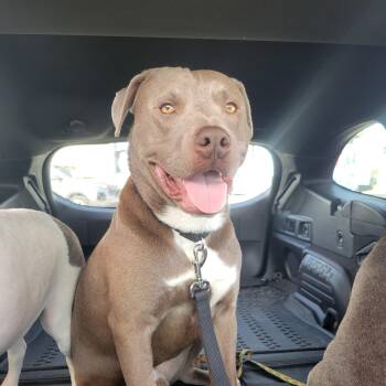 Pit Bull Terrier Dogs Available for Adoption - Donner | PetCurious