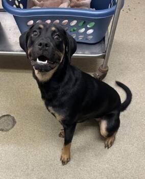 Dora -  Rottweiler and Mixed Breed Dog for Adoption in Palm Coast, Florida - Dora | PetCurious