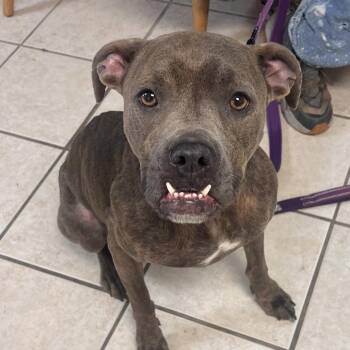 Rama FKA Graceland -  Mixed Breed Dog Available for Adoption in Camden, Delaware - Rama FKA Graceland | PetCurious