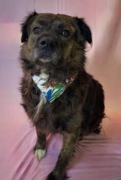 Coco -  Mixed Breed Dog for Adoption in Columbus, Nebraska - Coco | PetCurious