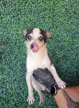 61716938 -  Chihuahua and Mixed Breed Dog for Adoption in El Paso, Texas - 61716938 | PetCurious