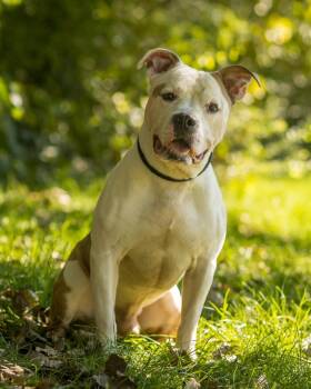 KING ARTHUR (0188) -  American Bulldog Dog for Adoption in Bridgeport, Connecticut - KING ARTHUR (0188) | PetCurious
