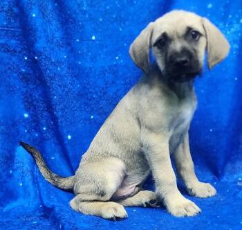 Labrador Retriever Dogs Available for Adoption - 260278  Fern | PetCurious