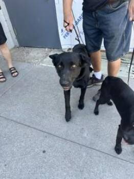 KODA -  Labrador Retriever and Mixed Breed Dog for Adoption in Stockton, California - KODA | PetCurious