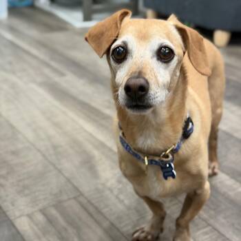 Slinky (fka Eli) -  Dachshund and Chiweenie Dog for Adoption in Mahwah, New Jersey - Slinky (fka Eli) | PetCurious