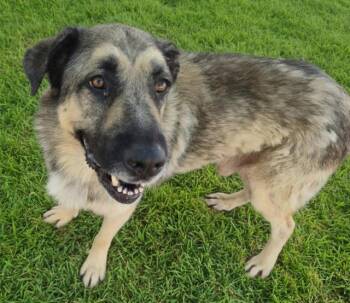 LOBO -  German Shepherd Dog and Mixed Breed Dog for Adoption in Albuquerque, New Mexico - LOBO | PetCurious