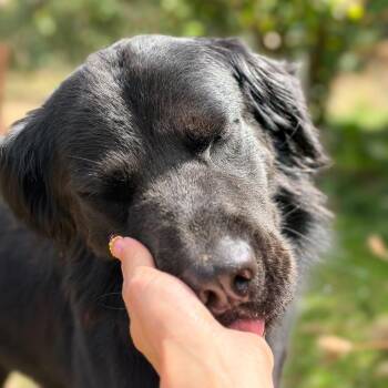 Rocky -  Black Labrador Retriever and Australian Shepherd Dog for Adoption in Portland, Oregon - Rocky | PetCurious